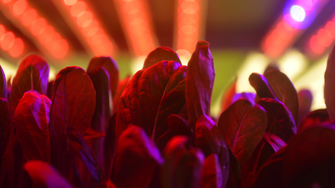 LED-Lampen bringen Pflanzen zum Wachsen (Foto: AeroFarms) image