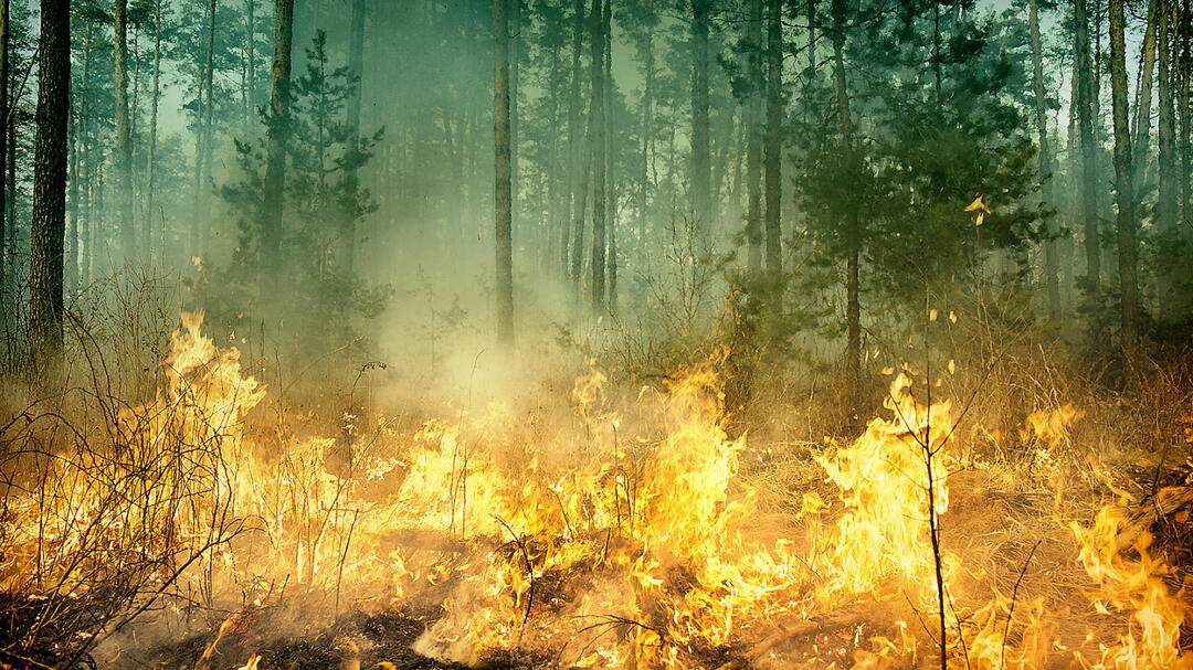 Foto: iStock/Gilitukha image