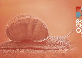 Bild von einer Schnecke