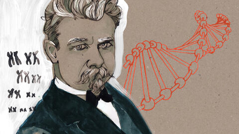 Illustration: Irene Sackmann image