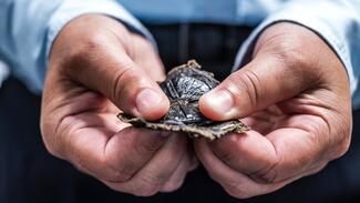 Naturkautschuk aus Löwenzahn