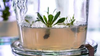 Russischer Löwenzahn in Sterilkultur. Nahaufnahme der Pflanze im Nährmedium