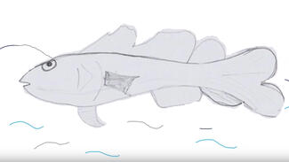 Warum schmecken Salzwasserfische eigentlich nicht salzig!? (Video)