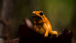 Fast Forward Science: "Giftzwerge in Kolumbien" (Video)