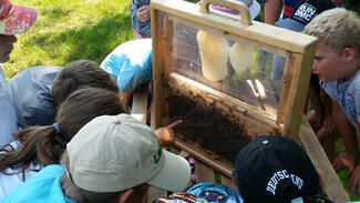 Bamberger Schulbiene (Foto: Bienen-leben-in-Bamberg.de)